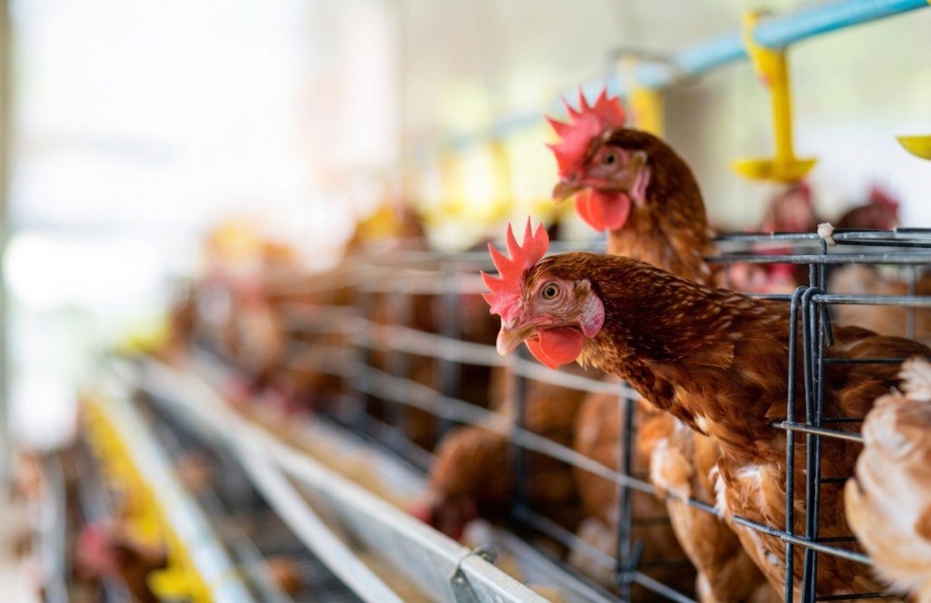 Chickens in a poultry facility