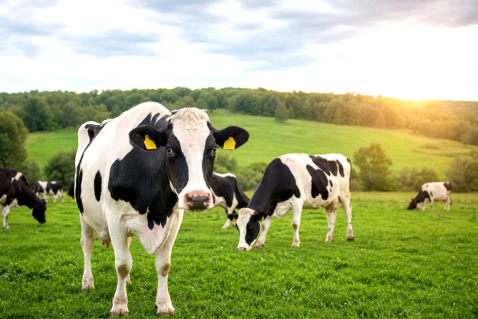 Animal Health